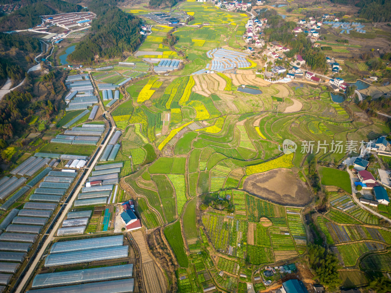 美丽乡村田园农业种植油菜花航拍图