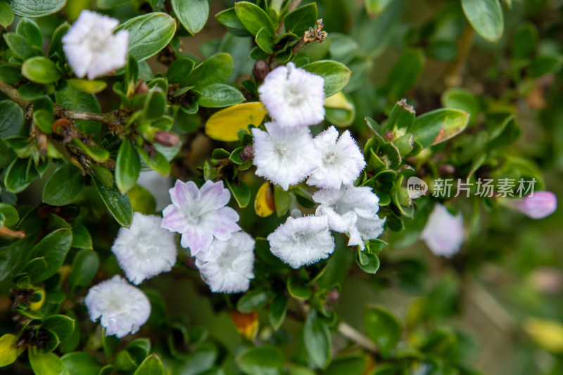 清新小白花六月雪