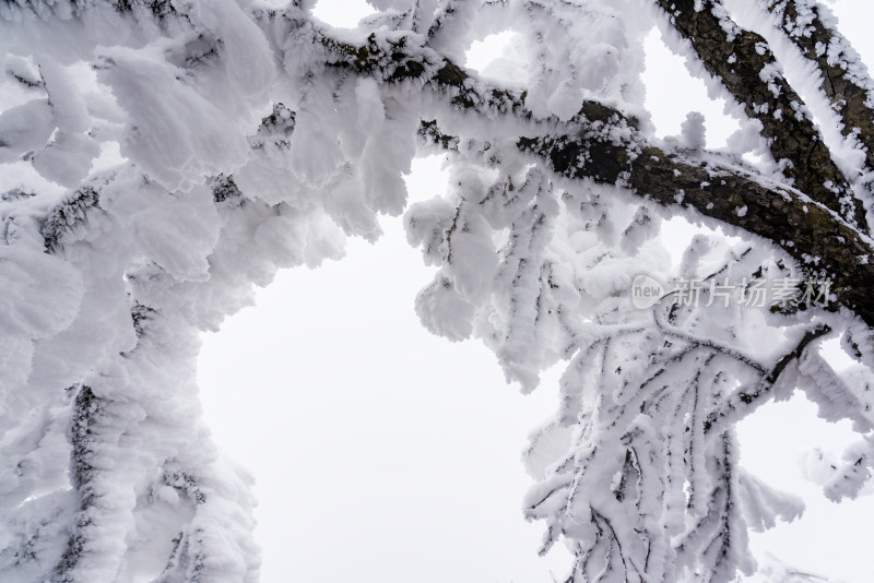 冬季大雪树木雾凇雪挂