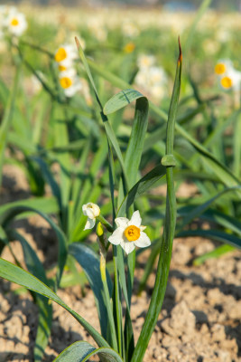 漳州水仙花种植基地里的水仙花特写