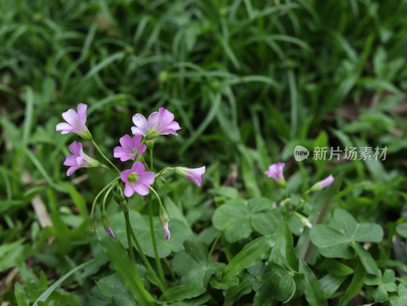 春天绿色的草地和盛开的紫色鲜花的风景