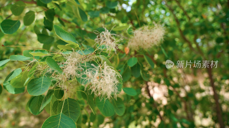 植物素材——黄栌花