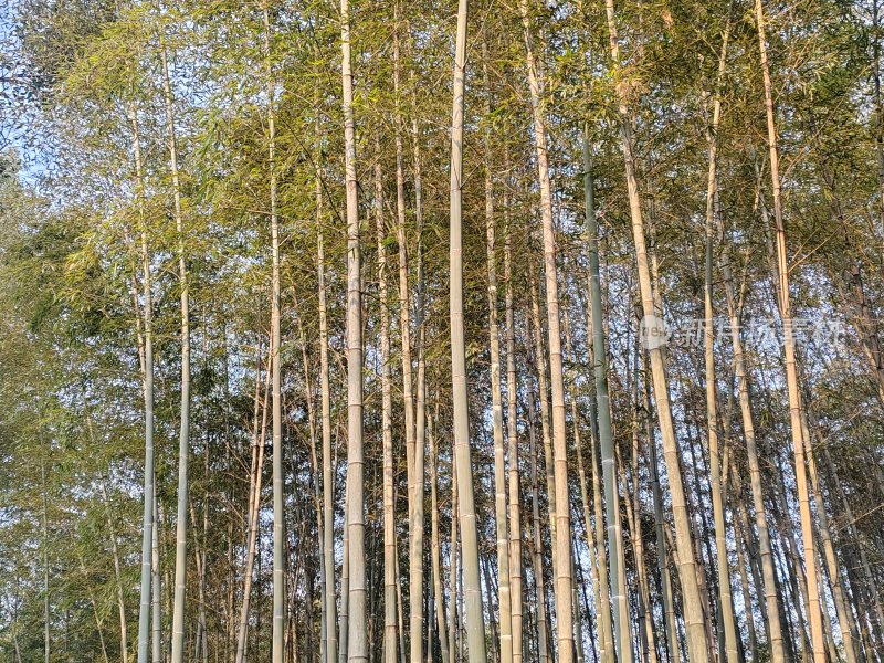 茂盛挺拔的竹林风景