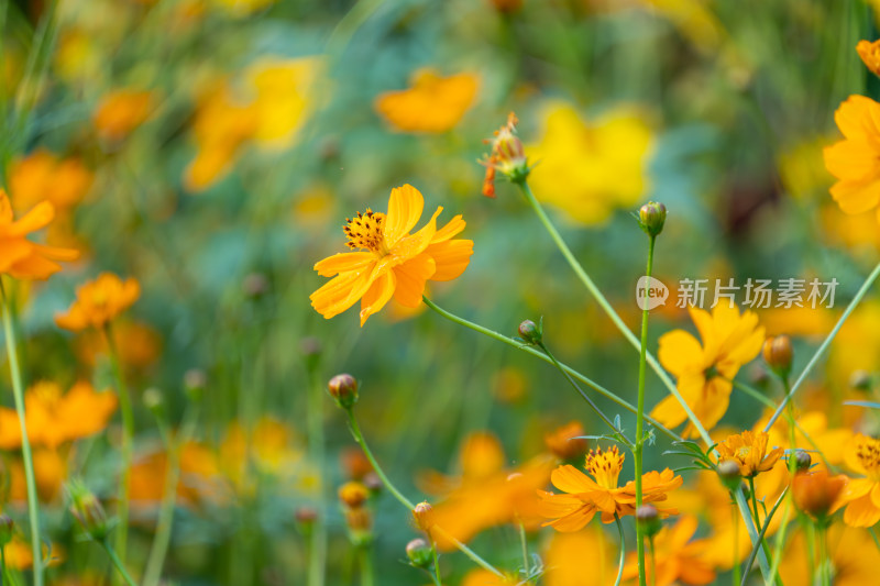 橙色波斯菊花田