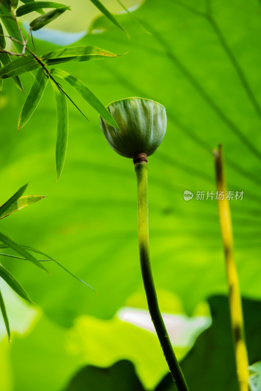 上海嘉定古猗园荷花荷叶睡莲