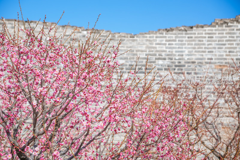 春天北京市内桃花盛开明城墙遗址公园