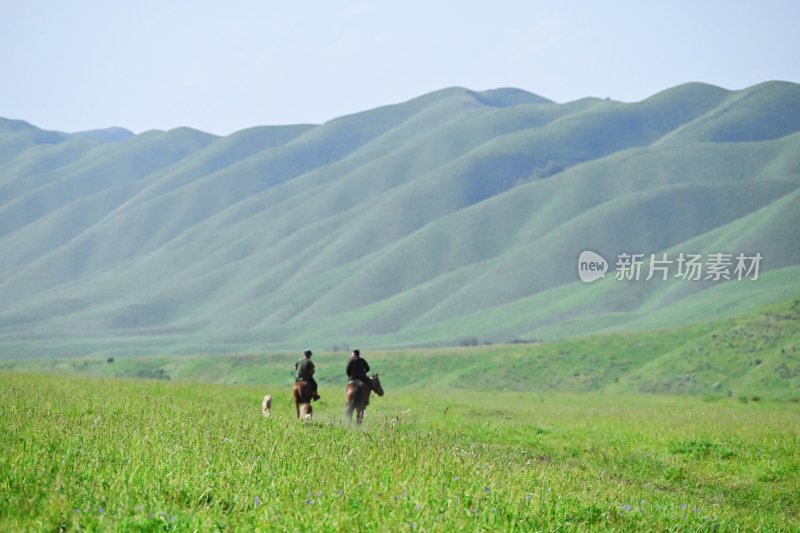 夏塔新疆伊犁草原的牛马和风