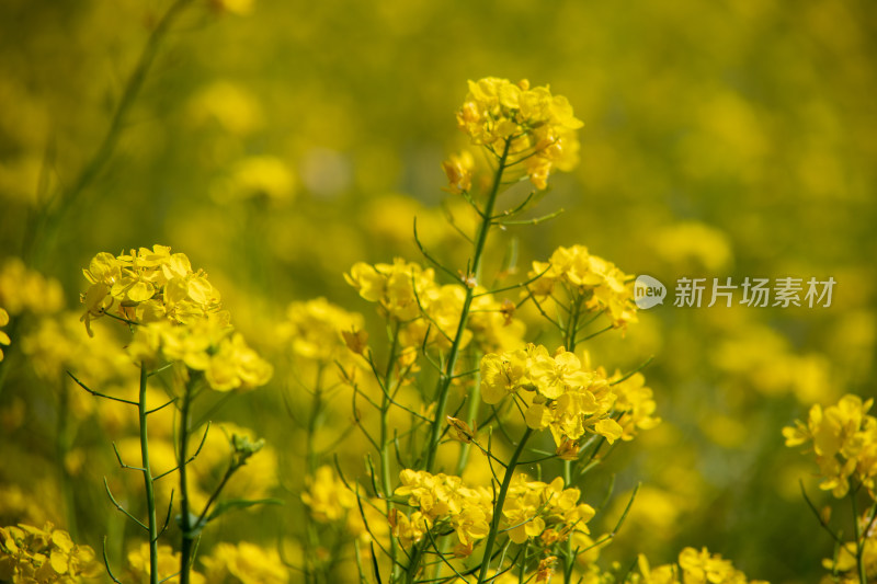 春天野外金灿灿的油菜花田金黄色花海