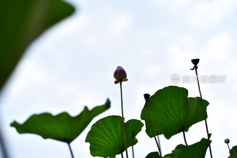 荷花夏日荷花