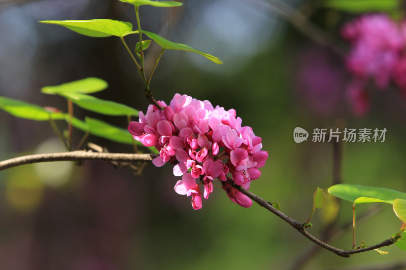 粉色花朵绿叶衬托的花枝特写