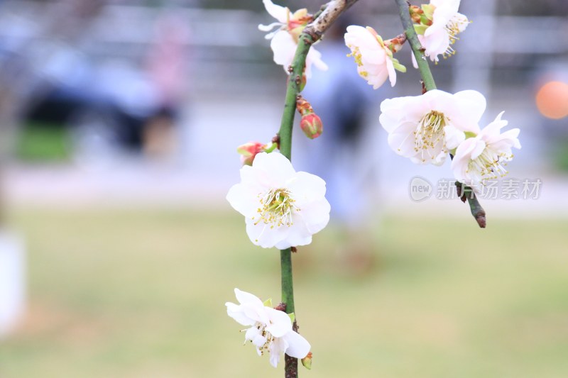 白色梅花 粉红梅花 白梅