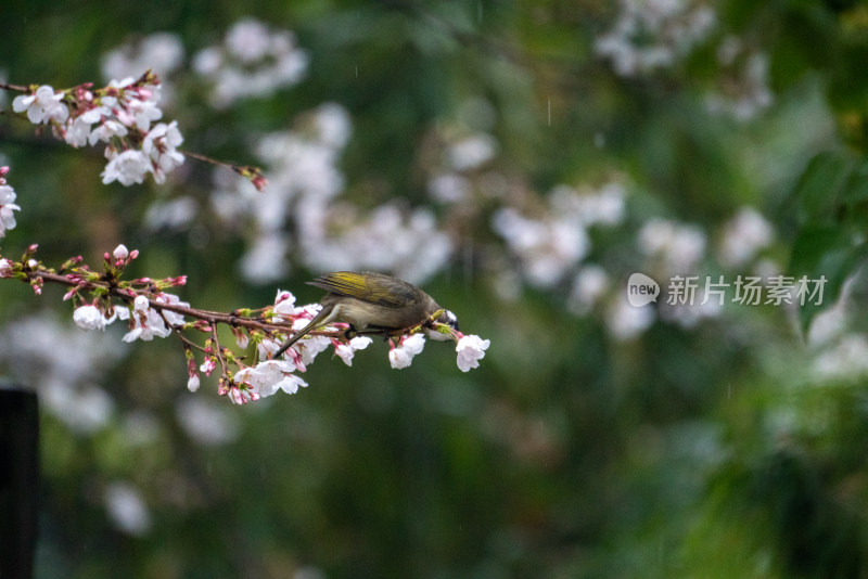 春天樱花树上的小鸟