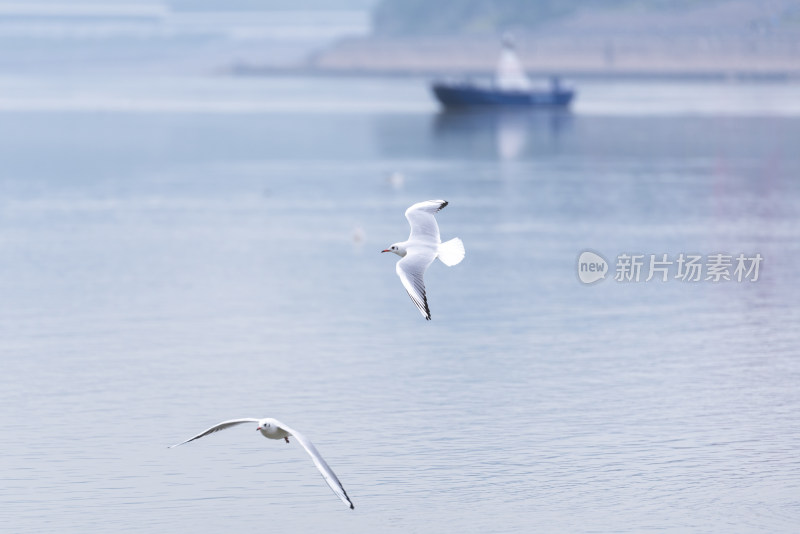 江面上的红嘴鸥