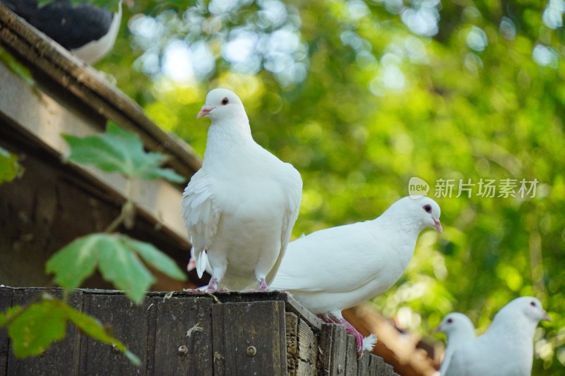 鸽子咕咕