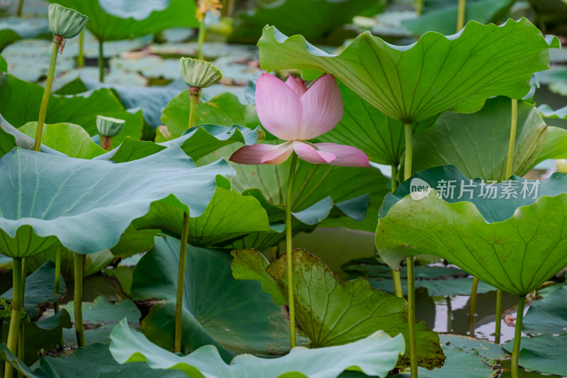 夏日荷花