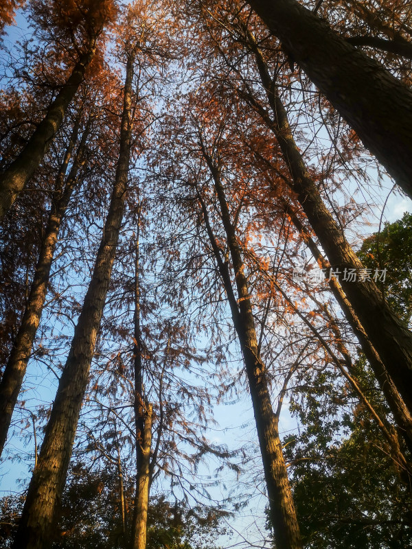 秋色秋天植物红木杉摄影图