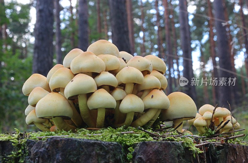 野生菌蘑菇生长环境菌类山菌野生菌