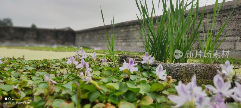 水葫芦花