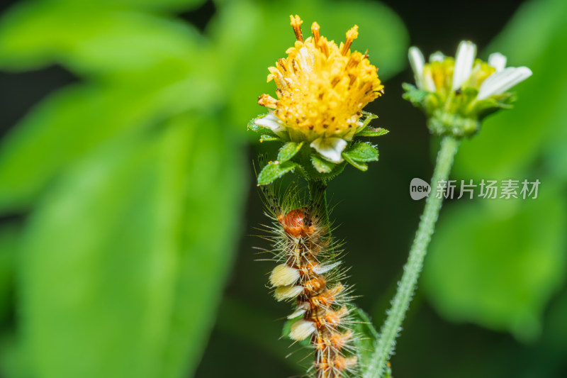 植物上的毛虫特写镜头