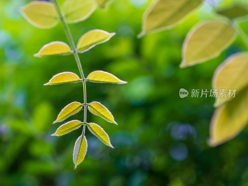 自然风景树叶春天绿色发芽唯美背景