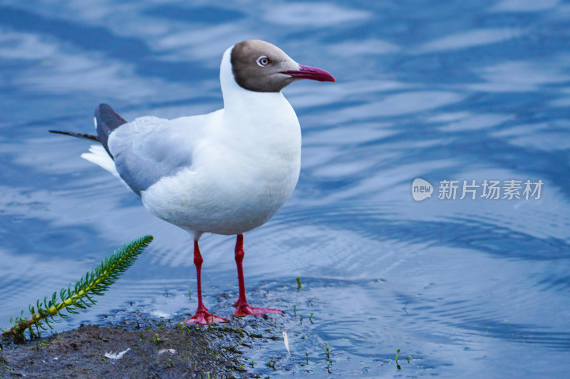 若尔盖花湖景区海鸥