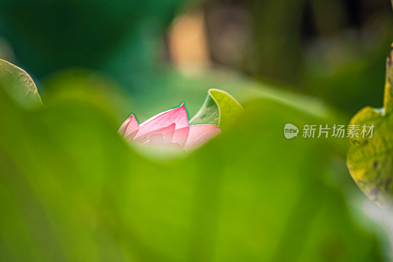 雨后荷花上的水珠