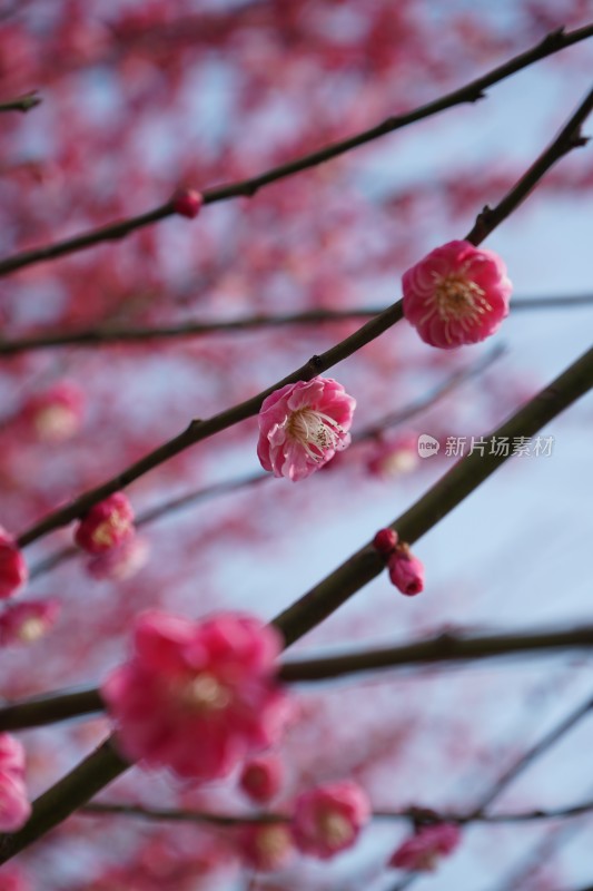 娇艳红梅盛开的花枝特写