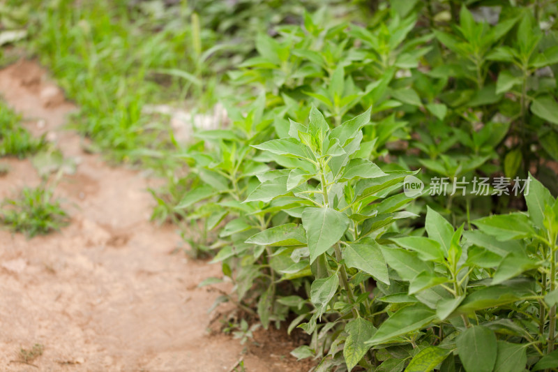 野生的菊芋