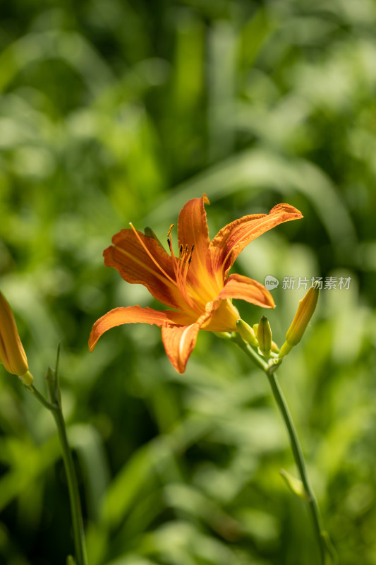 黄花菜 黄花