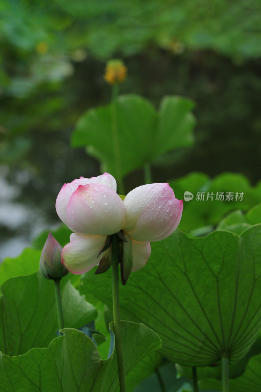 荷花荷叶素材