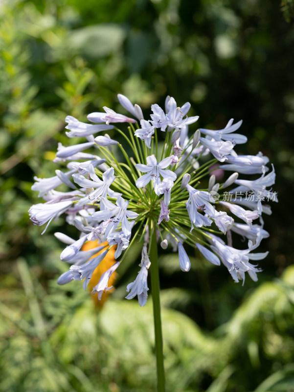 百子莲紫君子兰蓝花君子兰开花特写