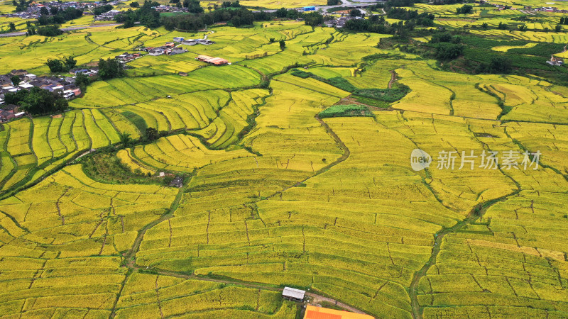 高山峡谷地区的金色稻田