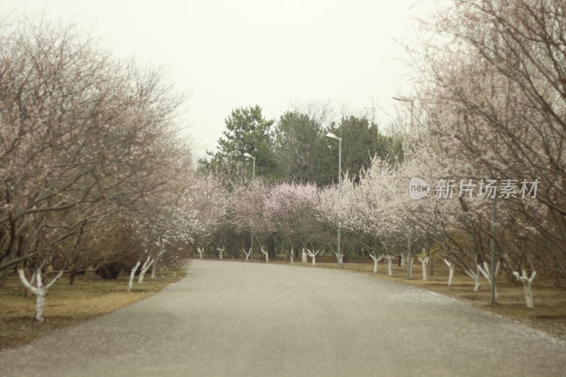 盛开樱花树旁的道路