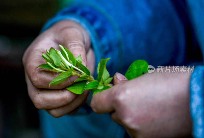 重庆酉阳：农家闲时摘金银