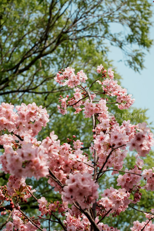 北京玉渊潭公园樱花节樱花