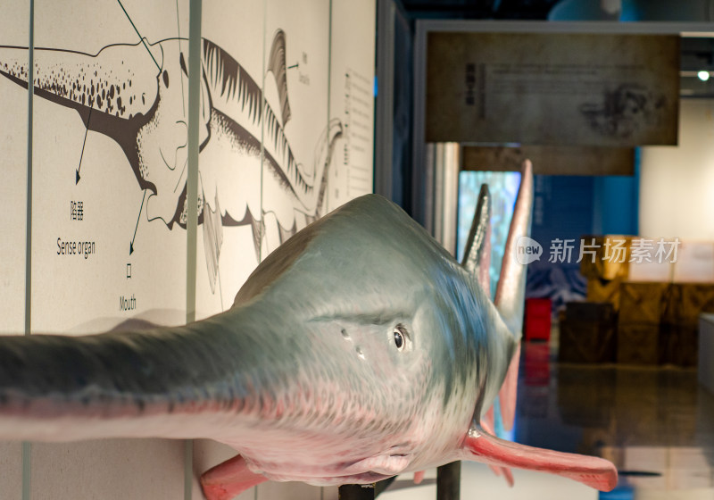 上海科技馆的长江鲟标本