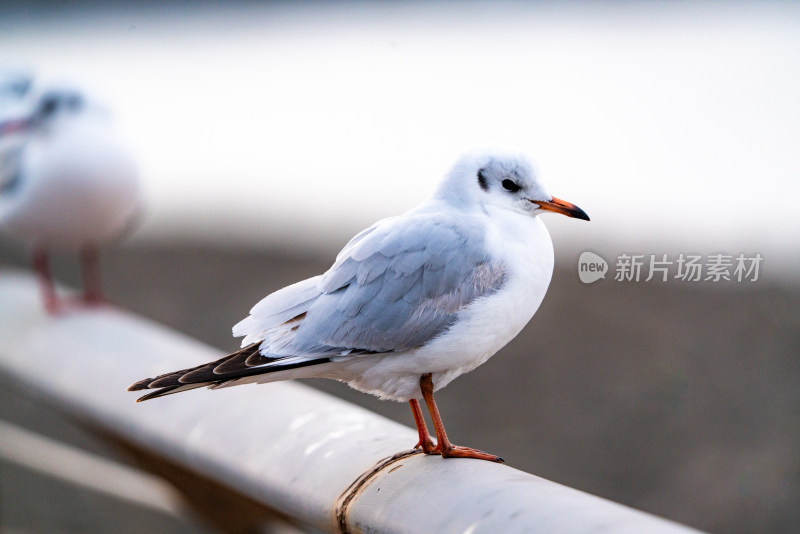 海鸥红嘴鸥