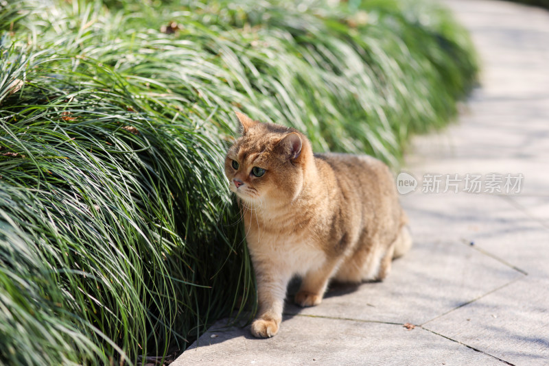 公园里的宠物猫金渐层