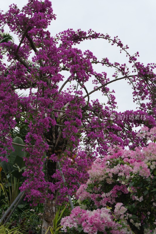 满树红花