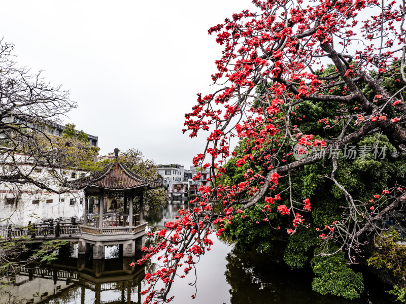 中国广东省广州市海珠区黄埔村木棉花