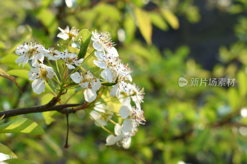 鲜花梨花盛开