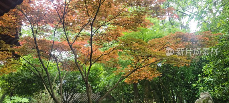 自然风景 花草树木