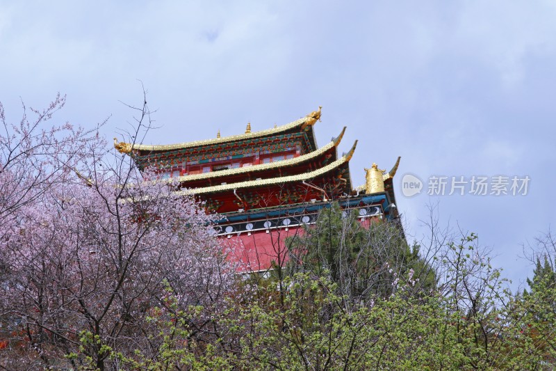 花遇大佛寺