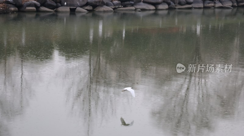 水面上飞翔的白鸟自然景象