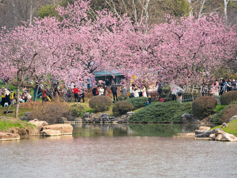 武汉东湖樱花园的早樱与拍照的游客