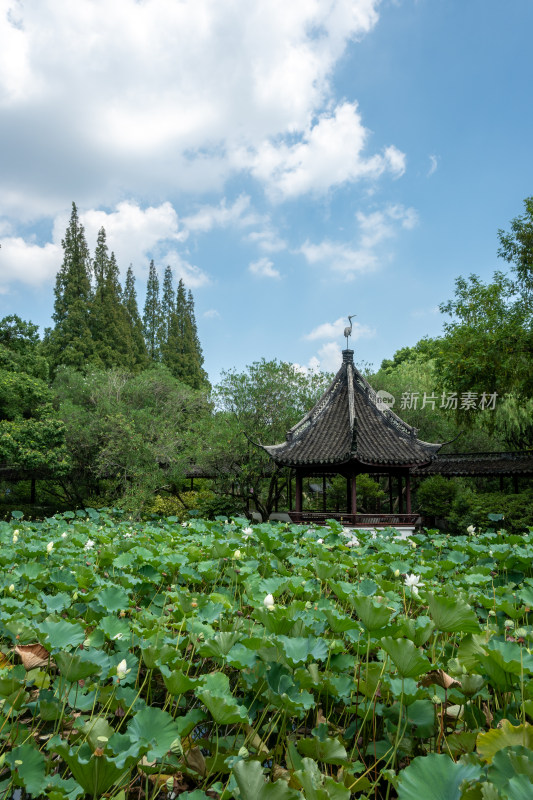 上海松江醉白池公园风景