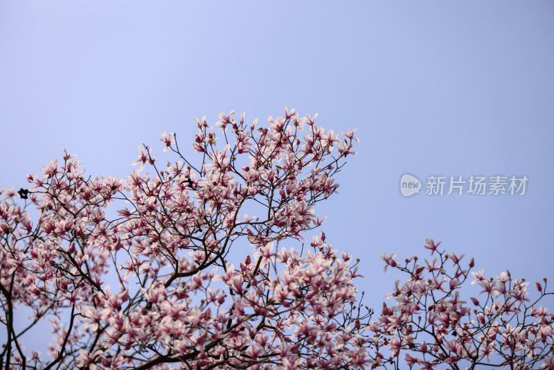 杭州植物园镇园之宝濒危物种天目玉兰