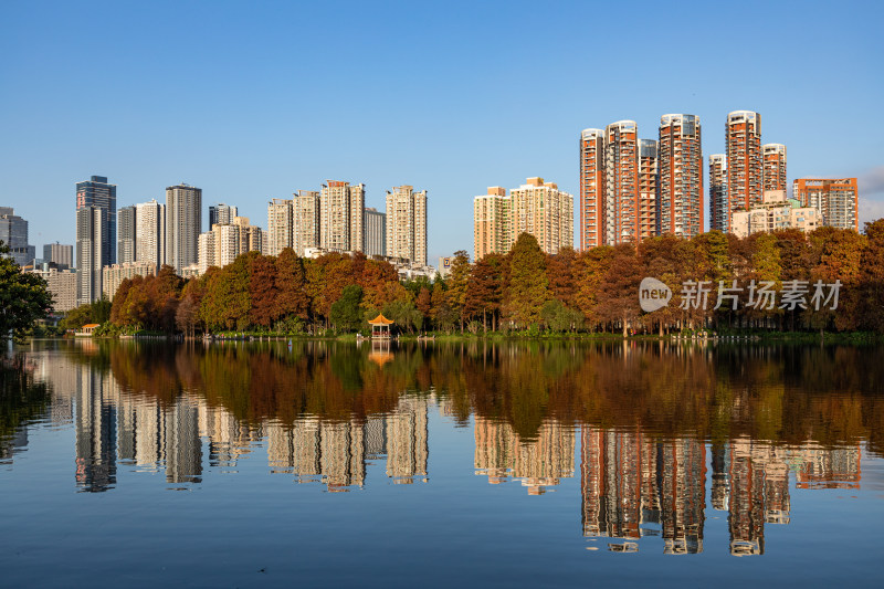 深圳洪湖公园水杉林航拍