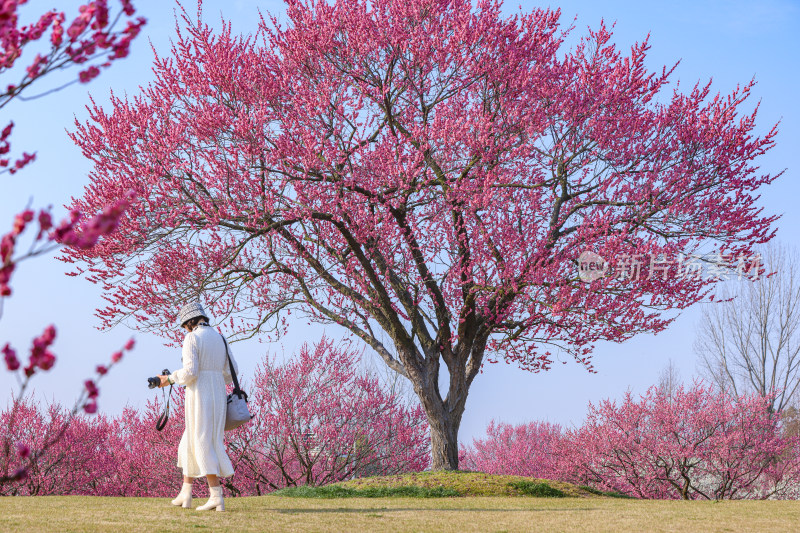 花开海上梅花节