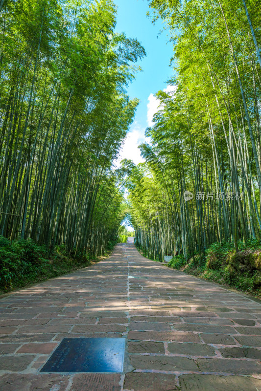 四川宜宾蜀南竹海自然风光